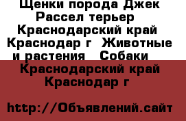 Щенки порода Джек Рассел терьер - Краснодарский край, Краснодар г. Животные и растения » Собаки   . Краснодарский край,Краснодар г.